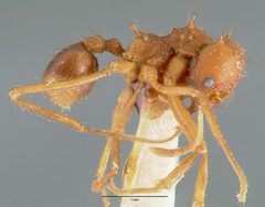 Atta texana casent0006045 profile 1 by wikipedia. Used under a CC BY 4.0 license.