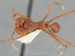 Atta texana casent0006046 dorsal 1 by wikipedia. Used under a CC BY 4.0 license.