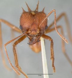 Atta texana casent0006046 head 1 by wikipedia. Used under a CC BY 4.0 license.