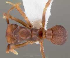 Cyphomyrmex flavidus casent0005663 dorsal 1 by wikipedia. Used under a CC BY 4.0 license.