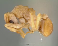 Cyphomyrmex flavidus castype00657 profile 1 by wikipedia. Used under a CC BY 4.0 license.