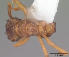 Cyphomyrmex minutus casent0103832 dorsal 1 by April Nobile. Used under a CC BY 4.0 license.