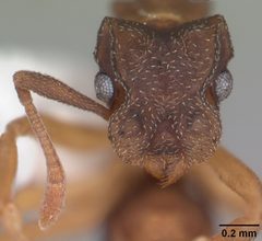 Cyphomyrmex minutus casent0103832 head 2 by April Nobile. Used under a CC BY 4.0 license.