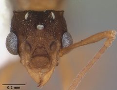 Cyphomyrmex minutus casent0103833 head 1 by April Nobile. Used under a CC BY 4.0 license.