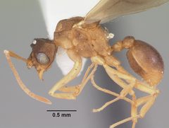 Cyphomyrmex minutus casent0103833 profile 1 by April Nobile. Used under a CC BY 4.0 license.