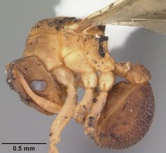 Cyphomyrmex minutus casent0103834 profile 1 by April Nobile. Used under a CC BY 4.0 license.