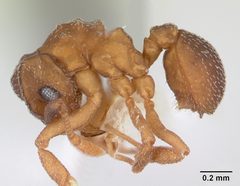 Cyphomyrmex minutus casent0173957 profile 1 by April Nobile. Used under a CC BY 4.0 license.