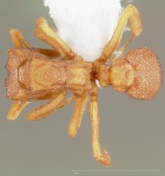 Cyphomyrmex wheeleri casent0005664 dorsal 1 by wikipedia. Used under a CC BY 4.0 license.
