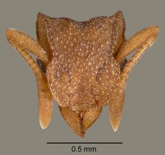 Cyphomyrmex wheeleri casent0005664 head 1 by wikipedia. Used under a CC BY 4.0 license.
