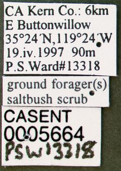 Cyphomyrmex wheeleri casent0005664 label 1 by wikipedia. Used under a CC BY 4.0 license.