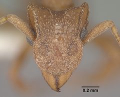 Cyphomyrmex wheeleri casent0102834 head 1 by Jen Fogarty. Used under a CC BY 4.0 license.