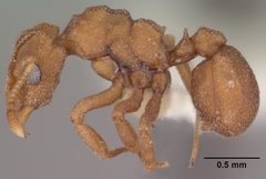 Cyphomyrmex wheeleri casent0102834 profile 1 by Jen Fogarty. Used under a CC BY 4.0 license.