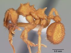 Mycetomoellerius turrifex casent0104760 profile 1 by April Nobile. Used under a CC BY 4.0 license.