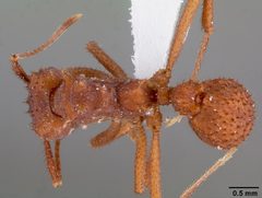 Trachymyrmex arizonensis casent0000334 dorsal 1 by April Nobile. Used under a CC BY 4.0 license.