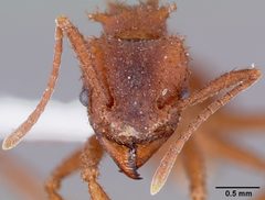 Trachymyrmex arizonensis casent0000334 head 1 by April Nobile. Used under a CC BY 4.0 license.
