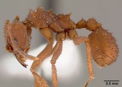 Trachymyrmex arizonensis casent0000359 profile 1 by April Nobile. Used under a CC BY 4.0 license.
