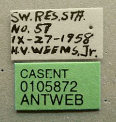 Trachymyrmex arizonensis casent0105872 label 1 by Dan Kjar Smithsonian 2005. Used under a CC BY 4.0 license.