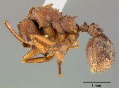 Trachymyrmex arizonensis casent0105872 profile 1 by Dan Kjar Smithsonian 2005. Used under a CC BY 4.0 license.