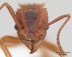 Trachymyrmex arizonensis casent0106047 head 1 by Michael Branstetter. Used under a CC BY 4.0 license.