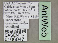 Trachymyrmex arizonensis casent0106047 label 1 by Michael Branstetter. Used under a CC BY 4.0 license.