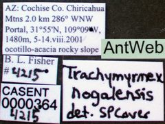 Trachymyrmex nogalensis casent0000364 label 1 by April Nobile. Used under a CC BY 4.0 license.