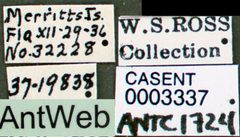 Trachymyrmex septentrionalis casent0003337 label 1 by April Nobile. Used under a CC BY 4.0 license.