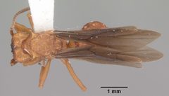 Trachymyrmex septentrionalis casent0102745 dorsal 1 by April Nobile. Used under a CC BY 4.0 license.