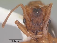 Trachymyrmex septentrionalis casent0102745 head 1 by April Nobile. Used under a CC BY 4.0 license.