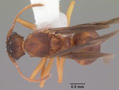 Trachymyrmex septentrionalis casent0102746 dorsal 1 by April Nobile. Used under a CC BY 4.0 license.