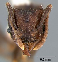 Trachymyrmex smithi casent0105871 head 1 by Dan Kjar Smithsonian 2005. Used under a CC BY 4.0 license.
