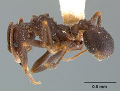 Trachymyrmex smithi casent0105871 profile 1 by Dan Kjar Smithsonian 2005. Used under a CC BY 4.0 license.