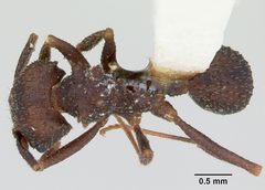 Trachymyrmex smithi casent0172997 dorsal 1 by April Nobile. Used under a CC BY 4.0 license.