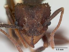 Trachymyrmex smithi casent0172997 head 1 by April Nobile. Used under a CC BY 4.0 license.