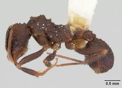 Trachymyrmex smithi casent0172997 profile 1 by April Nobile. Used under a CC BY 4.0 license.