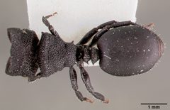 Cephalotes rohweri casent0003326 dorsal 1 by April Nobile. Used under a CC BY 4.0 license.