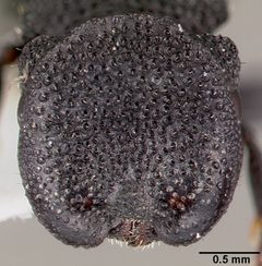 Cephalotes rohweri casent0003326 head 1 by April Nobile. Used under a CC BY 4.0 license.