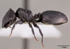 Cephalotes rohweri casent0003326 profile 1 by April Nobile. Used under a CC BY 4.0 license.