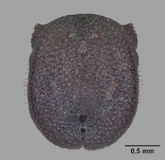 Cephalotes varians casent0103754 head 1 by April Nobile. Used under a CC BY 4.0 license.