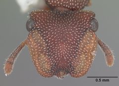 Cephalotes varians casent0103755 head 1 by April Nobile. Used under a CC BY 4.0 license.