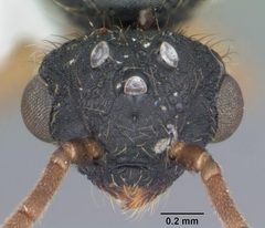 Cephalotes varians casent0103760 head 1 by April Nobile. Used under a CC BY 4.0 license.