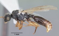 Cephalotes varians casent0103760 profile 1 by April Nobile. Used under a CC BY 4.0 license.