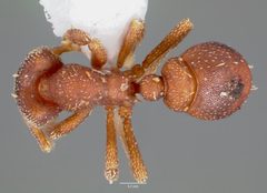 Eurhopalothrix floridana casent0003195 dorsal 1 by wikipedia. Used under a CC BY 4.0 license.