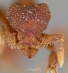 Eurhopalothrix floridana casent0003195 head 1 by wikipedia. Used under a CC BY 4.0 license.