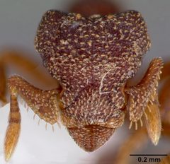 Eurhopalothrix floridana casent0006100 head 1 by April Nobile. Used under a CC BY 4.0 license.