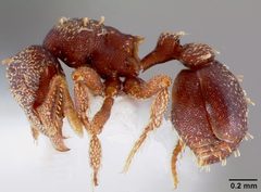 Eurhopalothrix floridana casent0006100 profile 1 by April Nobile. Used under a CC BY 4.0 license.