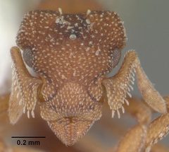 Eurhopalothrix floridana casent0103902 head 1 by April Nobile. Used under a CC BY 4.0 license.