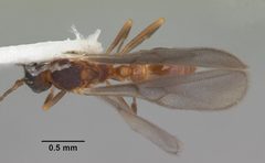 Eurhopalothrix floridana casent0103905 dorsal 1 by April Nobile. Used under a CC BY 4.0 license.