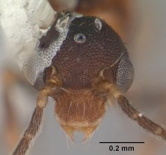 Eurhopalothrix floridana casent0103905 head 1 by April Nobile. Used under a CC BY 4.0 license.