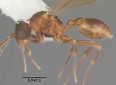 Eurhopalothrix floridana casent0103905 profile 1 by April Nobile. Used under a CC BY 4.0 license.