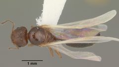 Pheidole adrianoi casent0104271 dorsal 1 by April Nobile. Used under a CC BY 4.0 license.